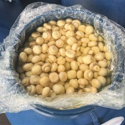 Bulk Preserved Champignon Mushrooms Cogumelos in SO2